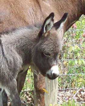 Critter Haven Farm Miniature Donkeys